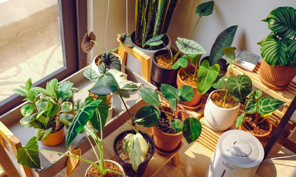 Best Housewarming Gift Ideas in Dubai
